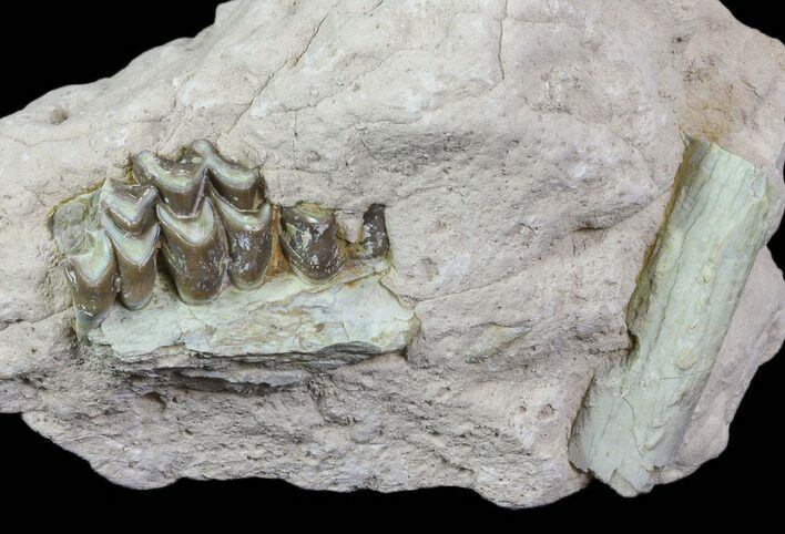 Oreodont Jaw Section & Bone In Rock - South Dakota #81912